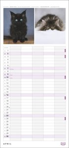 Whiskas Familienplaner 2023. Praktischer Kalender für Familien mit Katzenfotos zum Dahinschmelzen. Terminkalender für die Wand mit 5 Spalten und viel Raum für Planung. Familienkalender 2023