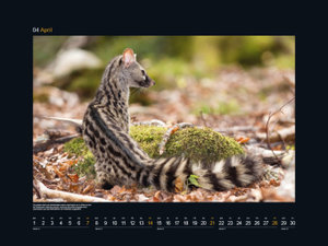 Safari Europa - KUNTH Wandkalender 2024