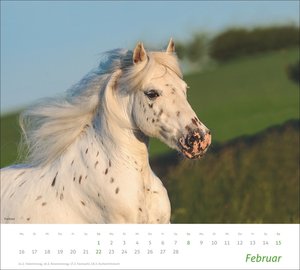 times&more Pferde Bildkalender 2026