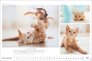 Whiskas Katzenkalender 2025