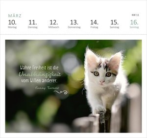 Postkartenkalender Katzenweisheiten 2025