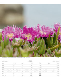 Alpenblumen Kalender 2023