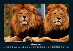 Der Tierkalender 2022 Fotokalender DIN A4
