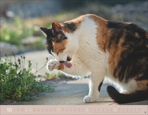 Monika Wegler: Katzenkalender 2026