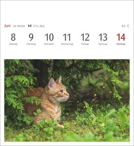 Katzen Postkartenkalender 2026