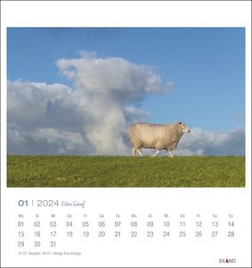 Extra Schaf Postkartenkalender 2024. Ein kleiner Kalender zum Aufstellen und Aufhängen. Süße Schafe in allen Lebenslagen in einem Postkarten-Fotokalender.