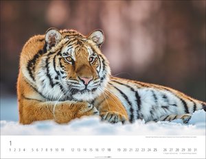 Tiger 2026