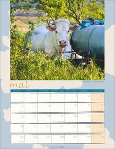 Kuh Kalender 2026