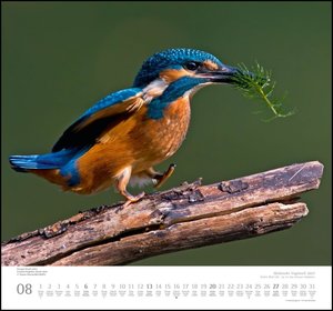 Heimische Vogelwelt 2023 - DUMONT Wandkalender - mit den wichtigsten Feiertagen - Format 38,0 x 35,5 cm