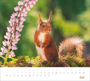 times&more Eichhörnchen Bildkalender 2026