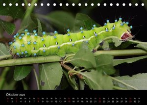 Faszination Schmetterlingsraupen (Tischkalender 2023 DIN A5 quer)