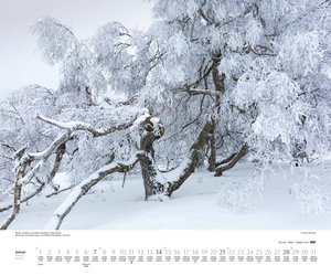 Bäume 2024 – Wandkalender 60x50 cm – Spiralbindung