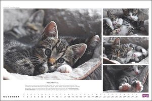 Whiskas Katzenkalender 2022