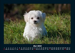 Hunde Kalender 2022 Fotokalender DIN A4