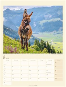 Esel Kalender 2026