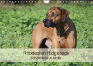 Rhodesian Ridgeback Schönheit aus Afrika (Wandkalender 2023 DIN A4 quer)