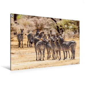 Premium Textil-Leinwand 120 cm x 80 cm quer Zebras, Selous Game Reserve, Tansania