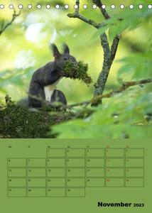 Eichhörnchen - Planer (Tischkalender 2023 DIN A5 hoch)