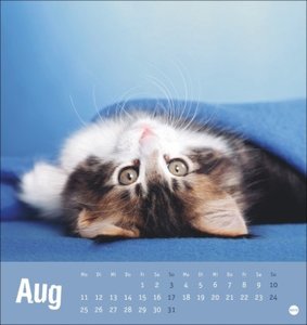 Tierisch entspannte Katzen Postkartenkalender 2025