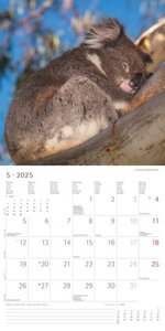Koalas 2025 - Broschürenkalender 30x30 cm (30x60 geöffnet) - Kalender mit Platz für Notizen - koala bears - Bildkalender - Wandplaner - Bärenkalender