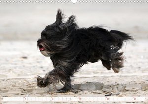 Tibet Terrier Theo
