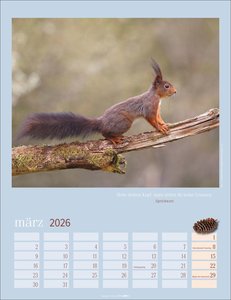 Eichhörnchen Kalender 2026
