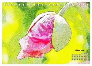MohnZauber (Tischkalender 2024 DIN A5 quer), CALVENDO Monatskalender