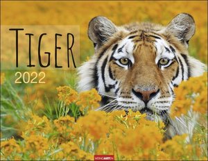 Tiger Kalender 2022