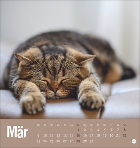 Tierisch entspannte Katzen Postkartenkalender 2026