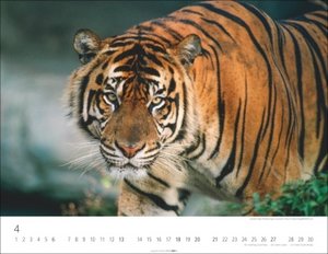 Tiger 2025