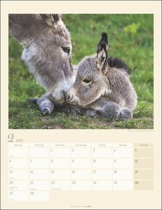 Esel-Kalender 2023. Jahres-Wandkalender 2023 mit Fotos von Jean-Louis Klein und Marie-Luce Hubert. Tierkalender mit süßen Eselfotos. Planer mit Platz zum Eintragen. Hochformat 30x39 cm