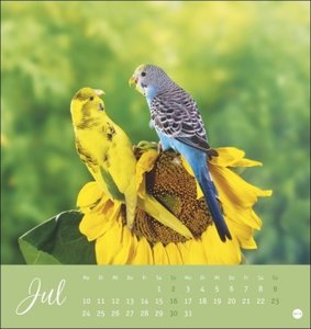 Freche Wellensittiche Postkartenkalender 2023 von Monika Wegler. Die bunten Vögel in einem kleinen Kalender zum Aufstellen und Aufhängen. Perforierter Postkarten-Fotokalender.