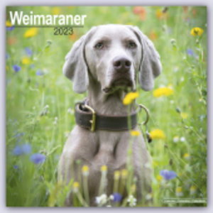 Weimaraner - Weimaraner 2023 - 16-Monatskalender