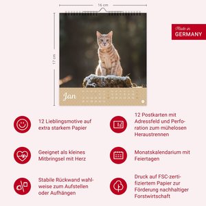 Katzen Postkartenkalender Kleine Tiger 2026