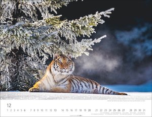Tiger 2026