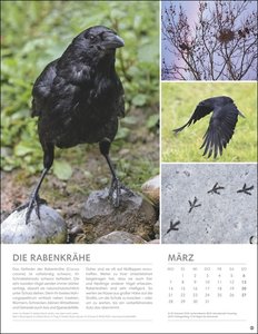 Vögel in unseren Gärten Posterkalender 2022