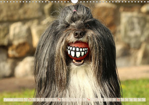 Tibet Terrier Theo