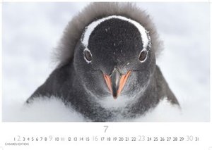 Pinguine 2023 L 35x50cm