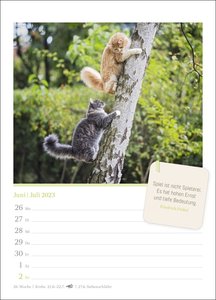Katzenglück Wochenkalender 2023. Jede Woche eine süße Katze in dem kleinen Fotokalender. Passende Zitate und niedliche Fotos machen diesen Kalender im Mini-Format zum echten Blickfang!
