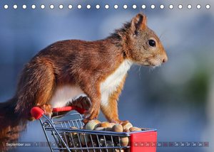 Eichhörnchen Momentaufnahmen fürs Herz (Tischkalender 2023 DIN A5 quer)