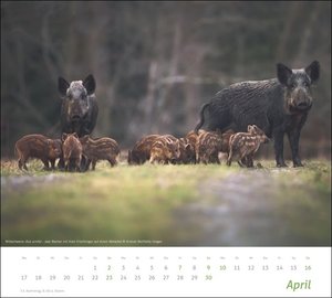Heimische Tiere Bildkalender 2023. In diesem Kalender Großformat finden sich die Bewohner heimischer Wiesen und Wälder. Ein Wandkalender 2023 mit hochwertigen Tierfotos.