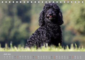 Graue Schnuten - Hunde in den besten Jahren (Tischkalender 2021 DIN A5 quer)