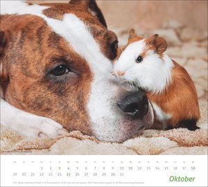 times&more Echte Freunde Bildkalender 2026