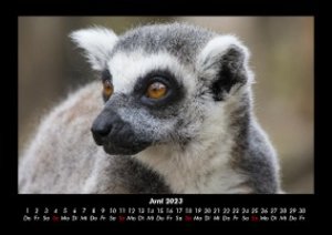 Der Tierkalender 2023 Fotokalender DIN A3
