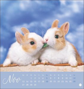 Süße Kaninchen Postkartenkalender 2023