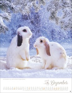 Kaninchenkinder Posterkalender 2026