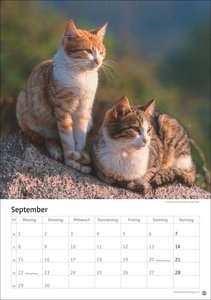 Katzen Kalender 2025