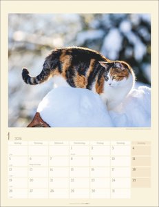 Katzen auf dem Lande Kalender 2026