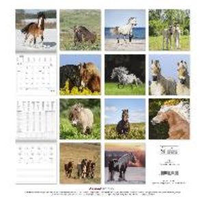 Ponys 2023 - Broschürenkalender 30x30 cm (30x60 geöffnet) - Kalender mit Platz für Notizen - Ponies - Bildkalender - Wandplaner - Pferdekalender