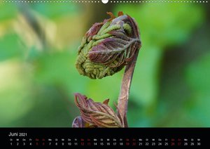 Farne - Filigrane Schönheiten (Wandkalender 2021 DIN A2 quer)